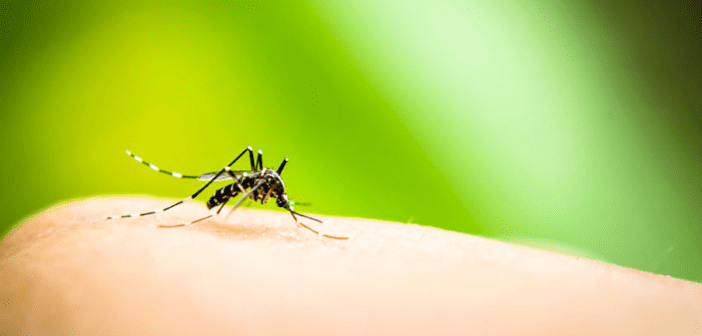 Dengue: conheça os principais cuidados, sintomas e tratamento