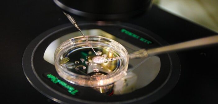 Fotografia feita durante pesquisas de criação de embrião em pessoas inférteis - Divulgação/OHSU/Christine Torres Hicks